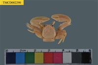 藏品(拉氏岩瓷蟹)的圖片